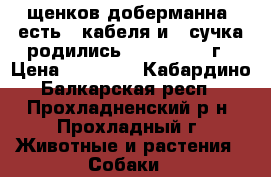 щенков доберманна  есть 3 кабеля и 1 сучка родились 15.07. 2018.г › Цена ­ 10 000 - Кабардино-Балкарская респ., Прохладненский р-н, Прохладный г. Животные и растения » Собаки   